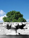 treebombwall.jpg image by Jobohoitz