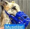 blue_muzzle.jpg image by DaKGab
