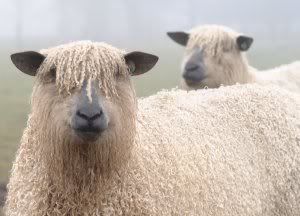 Wensleydalesheep.jpg