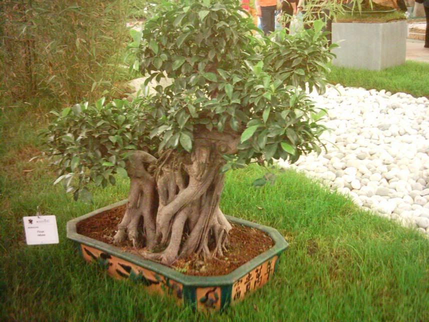 23_bonsai.jpg