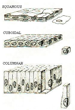 Epithelial-Tissue.jpg picture by annahybrid