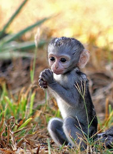 baby-monkey.jpg