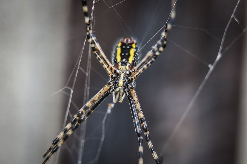 IMAGE: http://i77.photobucket.com/albums/j49/prehbock13/Garden%20Spider1_zpssagik82d.jpg