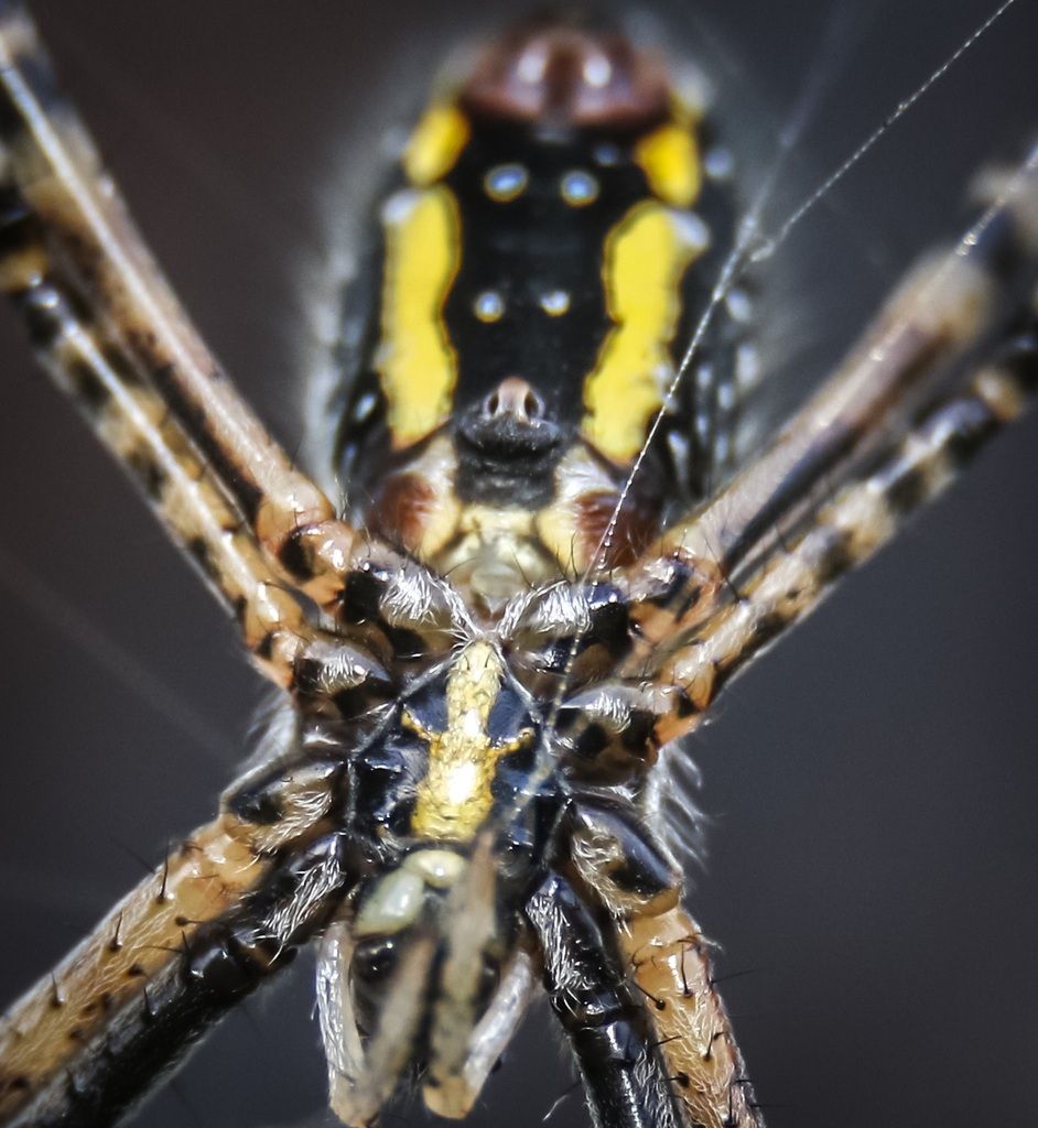 IMAGE: http://i77.photobucket.com/albums/j49/prehbock13/Garden%20Spider2_zpssyd20wrk.jpg