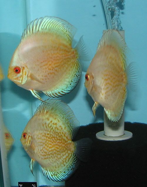 White Butterfly discus (white pigeons)