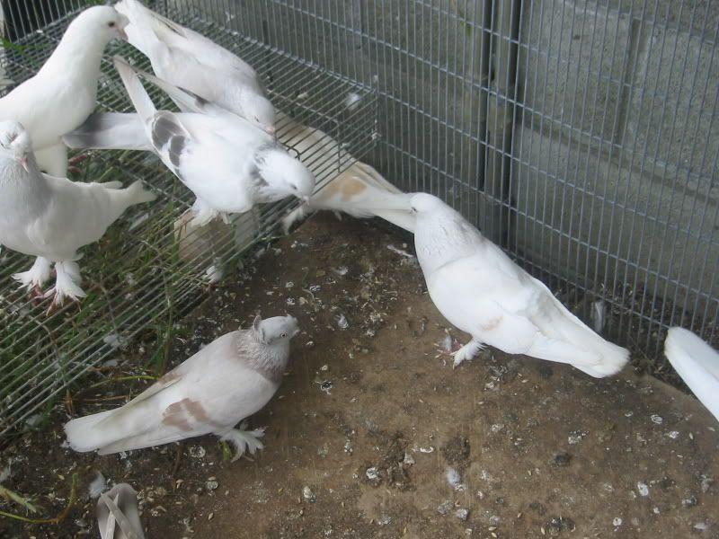 Turkish Tumblers for sale PigeonTalk