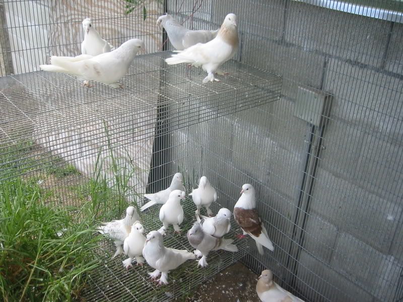 Turkish Tumblers for sale PigeonTalk