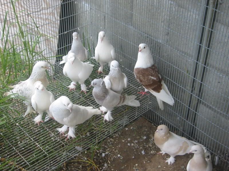 Turkish Tumblers for sale PigeonTalk