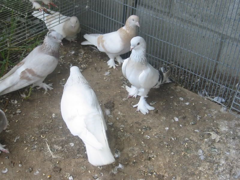 Turkish Tumblers for sale PigeonTalk