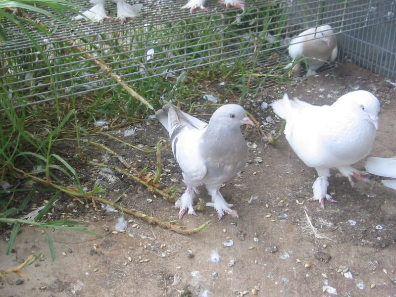 Turkish Tumblers for sale PigeonTalk