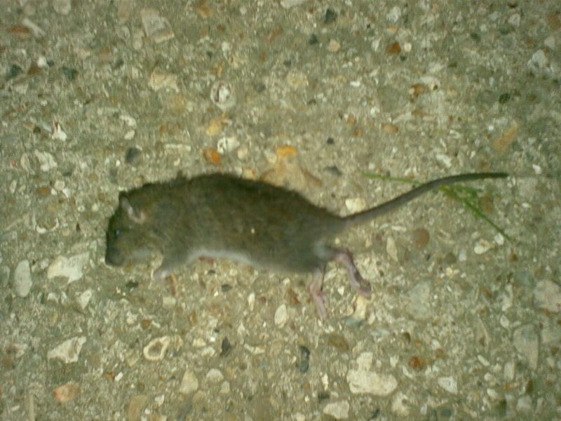 30082007127.jpg
