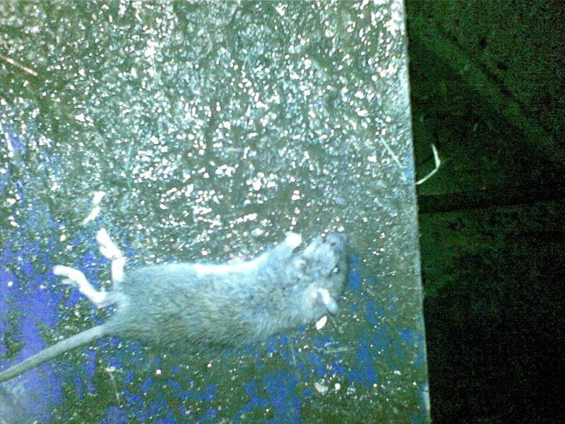30082007138.jpg