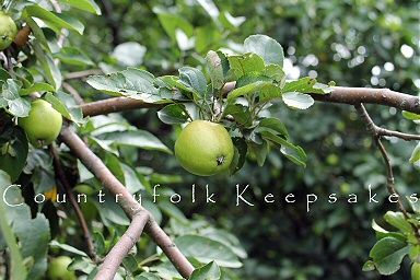 photo apple2_zps5f3e20e6.jpg