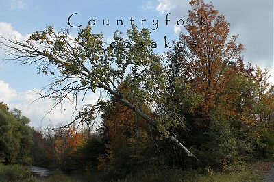 photo aut9_zps13bc5c60.jpg