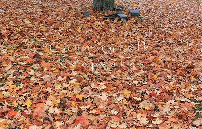 photo leaves2_zpsc7e7dd74.jpg