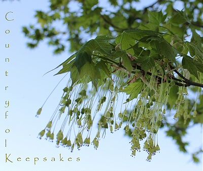 photo mapleleaves_zpse0753666.jpg
