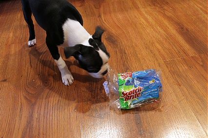 photo cleanstella_zpsa93c2d44.jpg