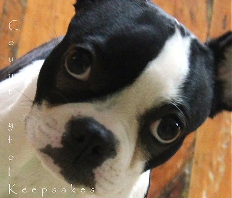 photo closeupstella_zpsfd133dc3.jpg