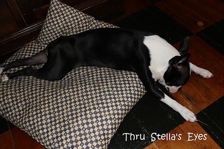photo humidstella_zpsc56bcba8.jpg