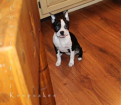 photo kitste2_zps8f83fd18.jpg