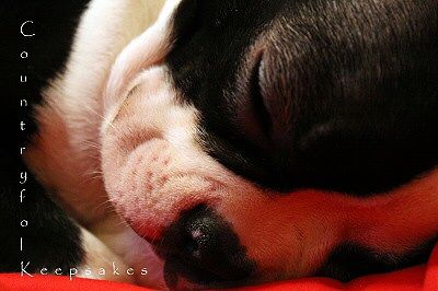 photo sleepstella_zps62a2b27b.jpg
