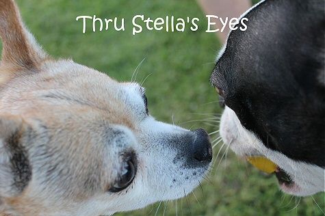 photo yellow4_zps25620ce6.jpg