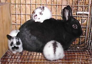 funny picture of mother rabbit with baby polish bunnies