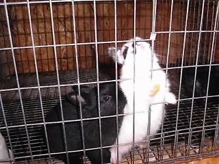 Baby bunnies of weaning age
