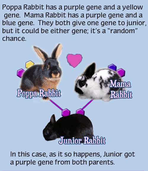 easy to understand chart to show how baby rabbits get genes from bucks and does