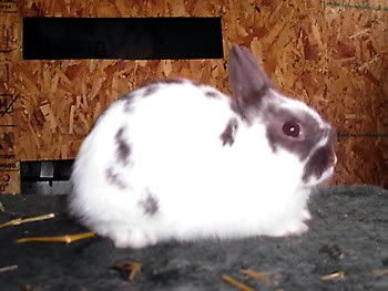 polish rabbit buck at three months