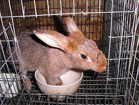 Rabbit doe in cage