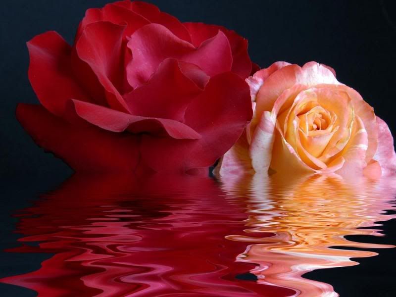 Roses and water Pictures, Images and Photos