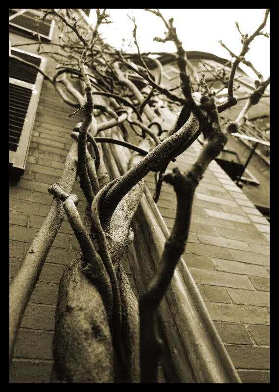 IMAGE: http://i77.photobucket.com/albums/j52/ameybrook/Photography/vine_sepia.jpg