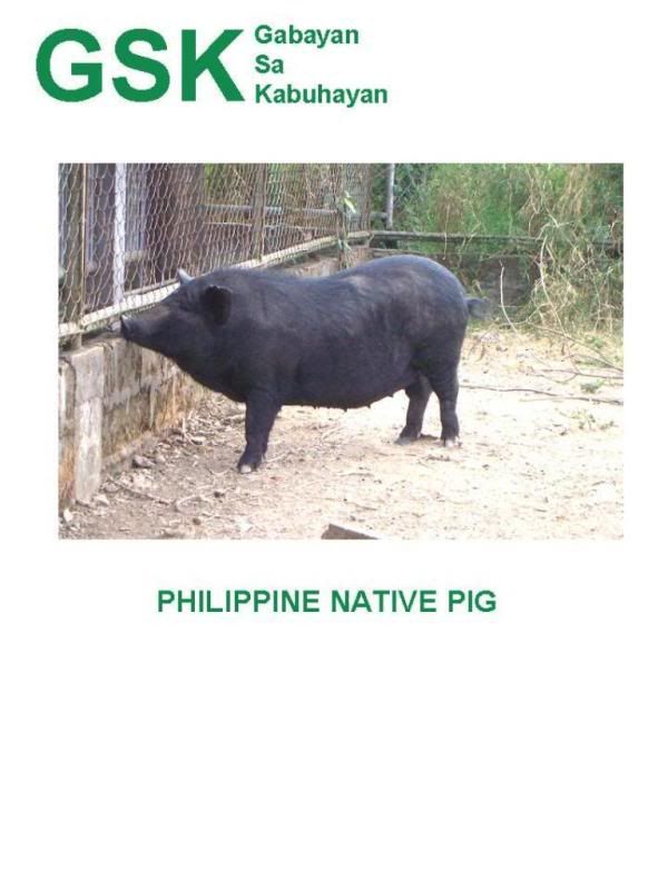 native pig