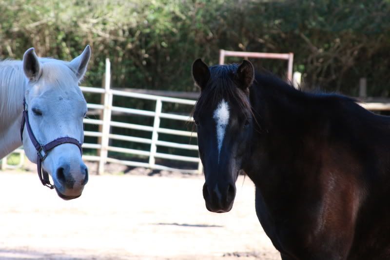 IMAGE: http://i77.photobucket.com/albums/j53/CattyT_2006/IMG_5578.jpg