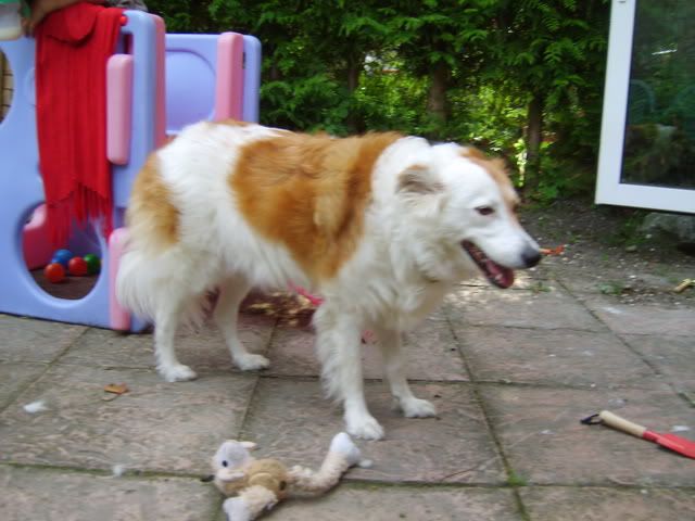 asda dog flea treatment