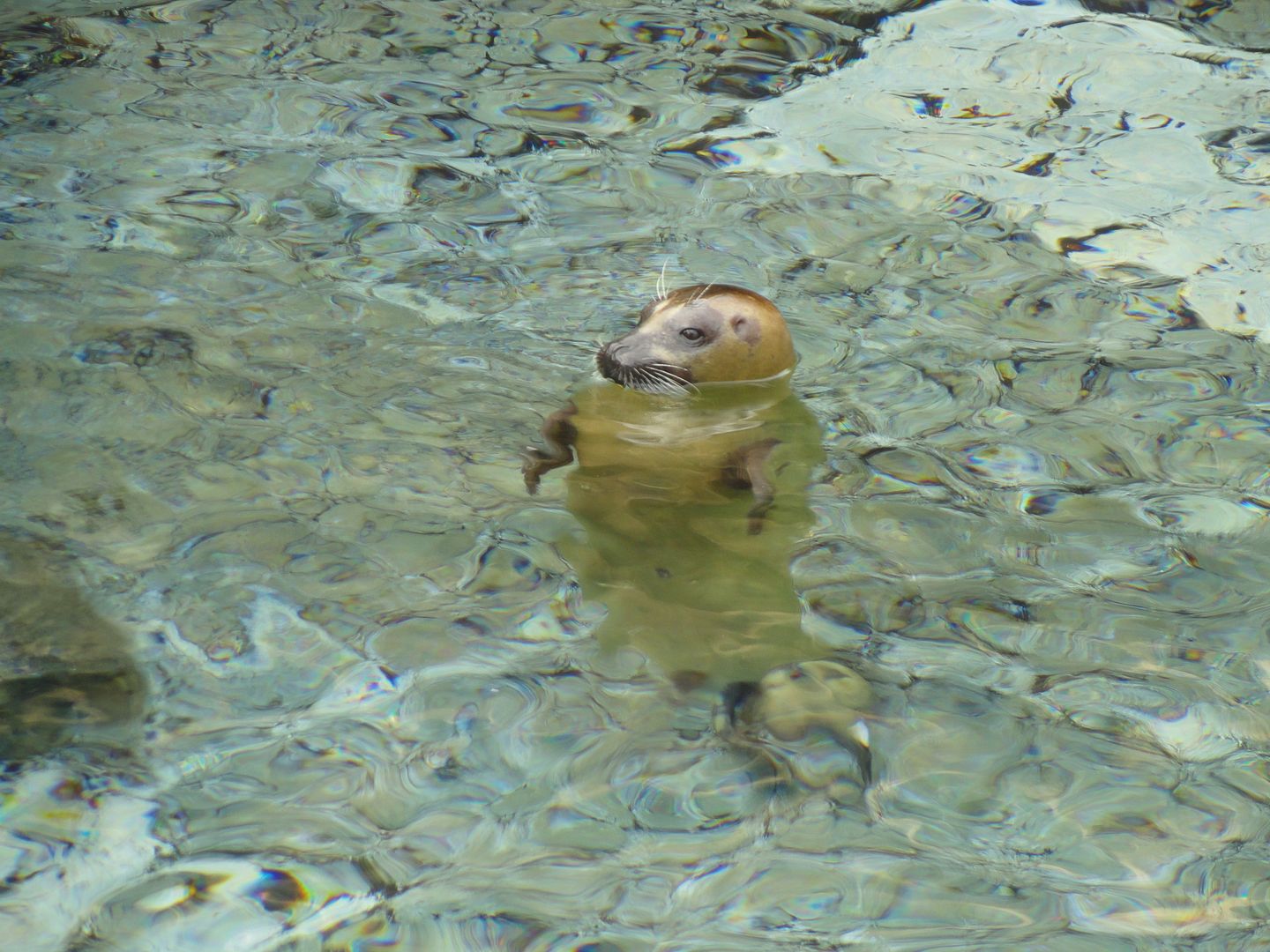 Seaworld2011035.jpg