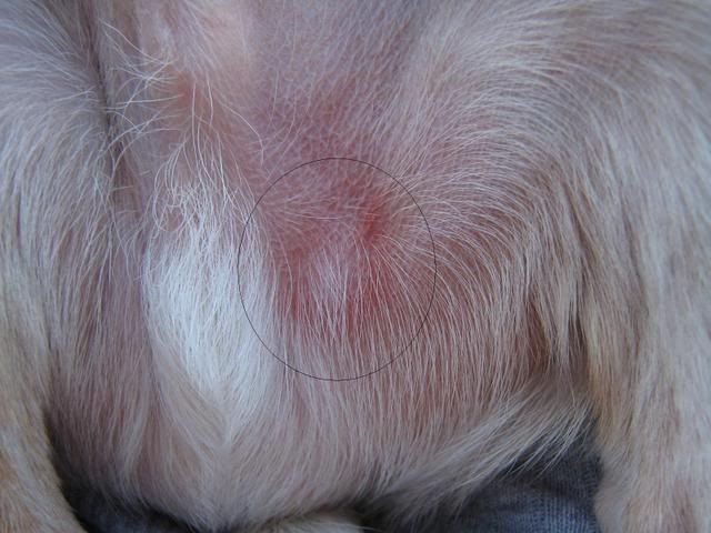What Does This Look Like Ringworm Spider Bite Other Health Grooming Site Root Dog Community