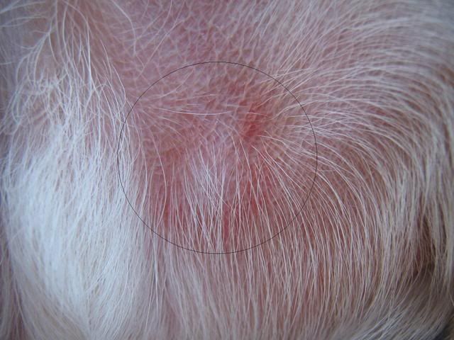 pictures of spider bites on dogs. What Does A Maltese Dog Look