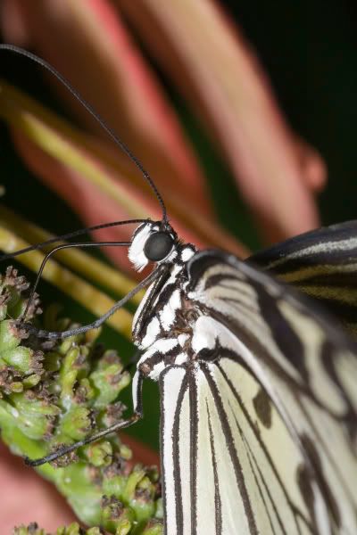 IMAGE: http://i77.photobucket.com/albums/j55/xxbodkinxx/butterfly1.jpg