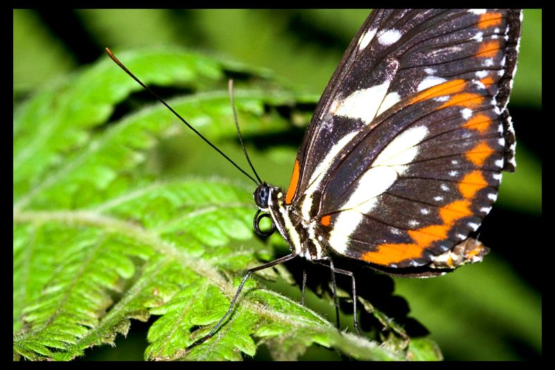 IMAGE: http://i77.photobucket.com/albums/j55/xxbodkinxx/butterfly2.jpg