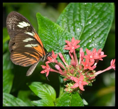 IMAGE: http://i77.photobucket.com/albums/j55/xxbodkinxx/butterfly3.jpg