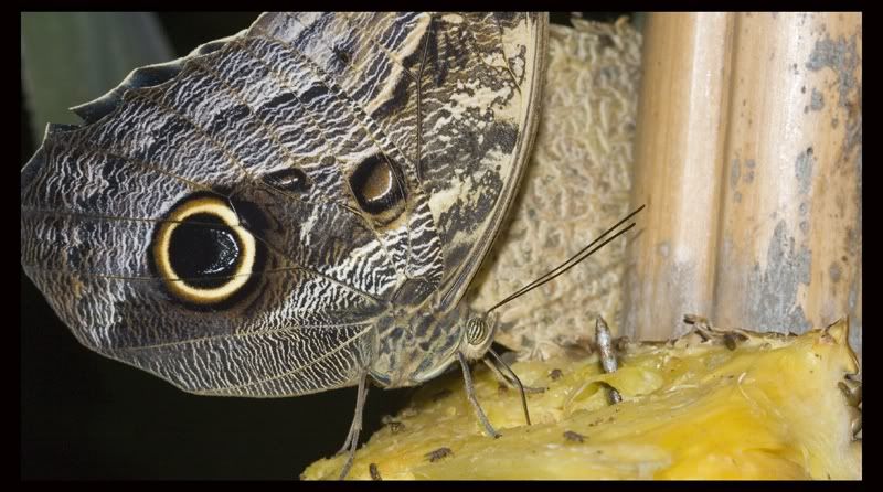 IMAGE: http://i77.photobucket.com/albums/j55/xxbodkinxx/butterfly4.jpg