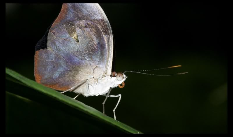 IMAGE: http://i77.photobucket.com/albums/j55/xxbodkinxx/butterfly5.jpg