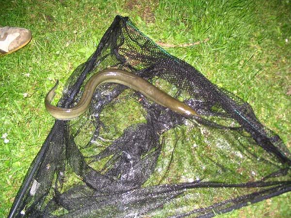 [img width=600 height=450]http://i77.photobucket.com/albums/j56/AnneBaltes/IMG_1745.jpg?t=1265660781[/img]