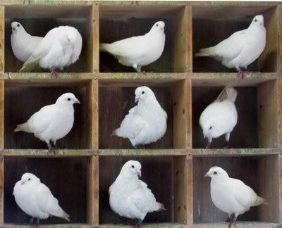 Pigeonhole