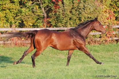 Thoroughbred Horses Running