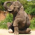 Yoga Elephant