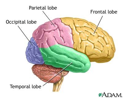 Brain Lobe Map