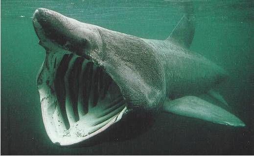 [Image: basking-shark1_zpsff572add.jpg]